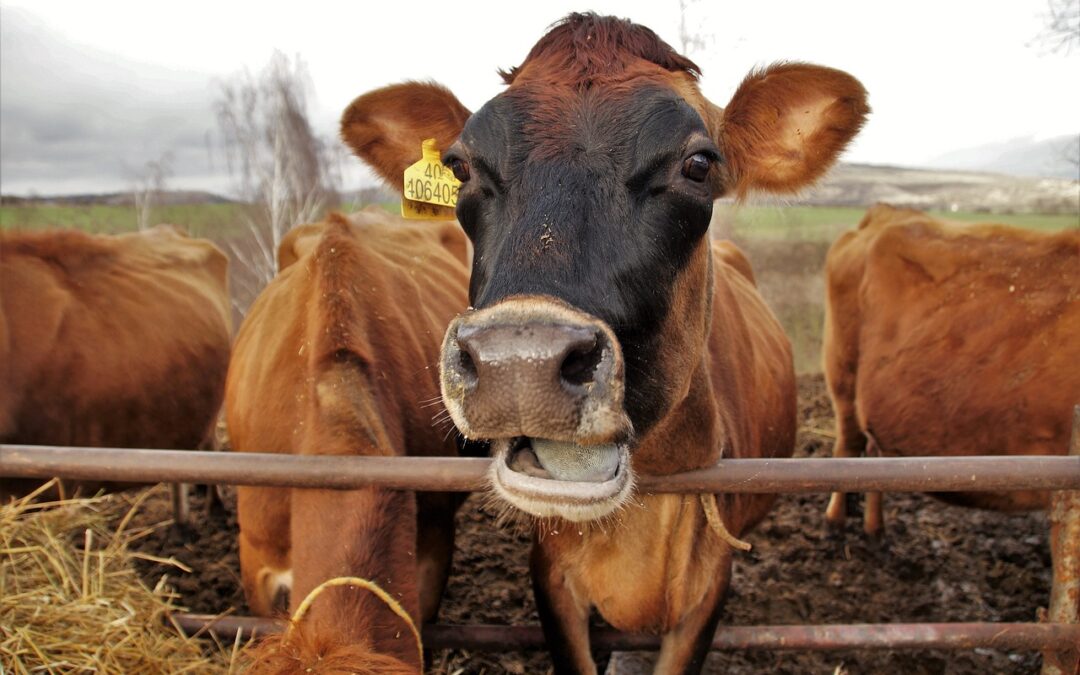 Kapsera se lance sur le marché de la nutrition humaine et animale